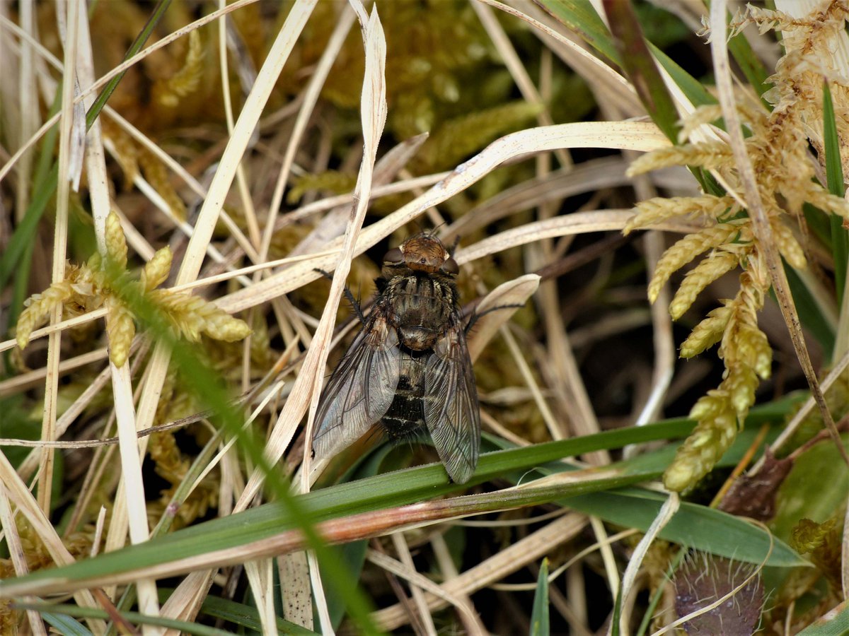 Matthew Oates (@matthewoates76) on Twitter photo Yay! The Tachinid fly Gonia picea out already, in S Cotswolds. A former rarity, expanding nicely on limestone grasslands in Central southern England. A Good News Species... <a href="/flygirlNHM/">Dr Erica McAlister</a> Yay! The Tachinid fly Gonia picea out already, in S Cotswolds. A former rarity, expanding nicely on limestone grasslands in Central southern England. A Good News Species... <a href="/flygirlNHM/">Dr Erica McAlister</a>