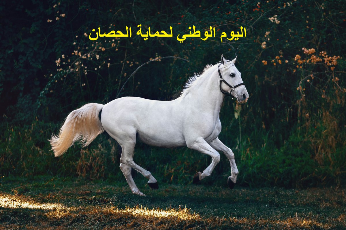 حيوانات ومعلومات tweet media