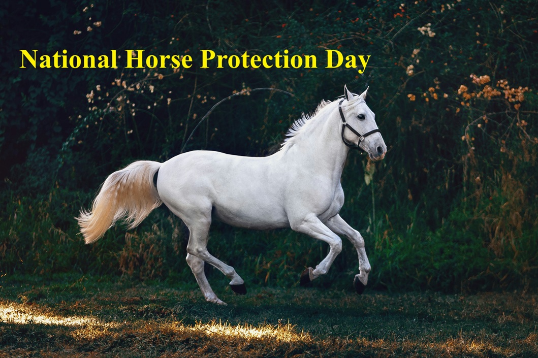 National Horse Protection Day
National Horse Protection Day is on March 1. It campaigns to put an end to the suffering of horses. Unfortunately, cruelty against animals is still a norm and horses have been subjected to neglect and abuse for decades.

National Horse Protection Day