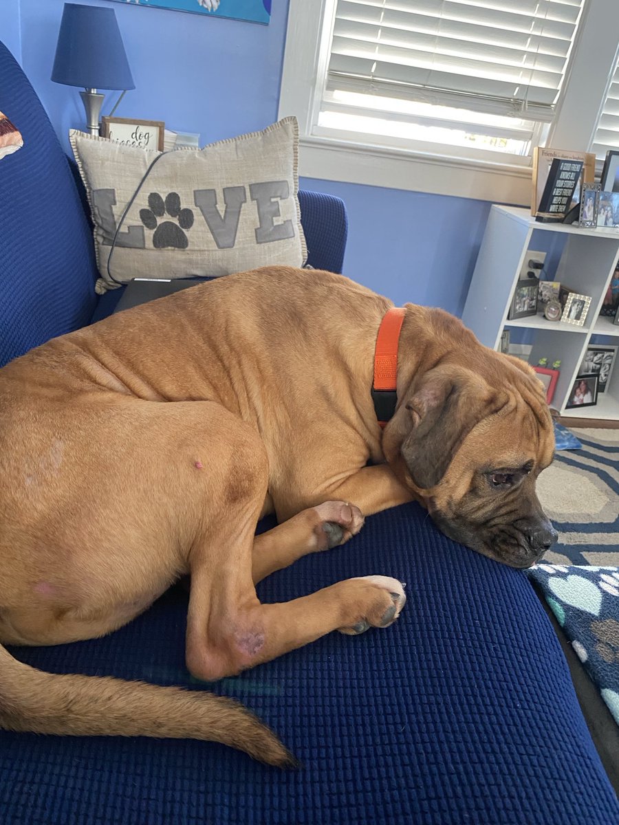 ⁦<a href="/PSPCA/">Pennsylvania SPCA</a>⁩  Didn’t take him long to find his spot. ❤️ #Scrappy #ThanksForWatchingOverHim