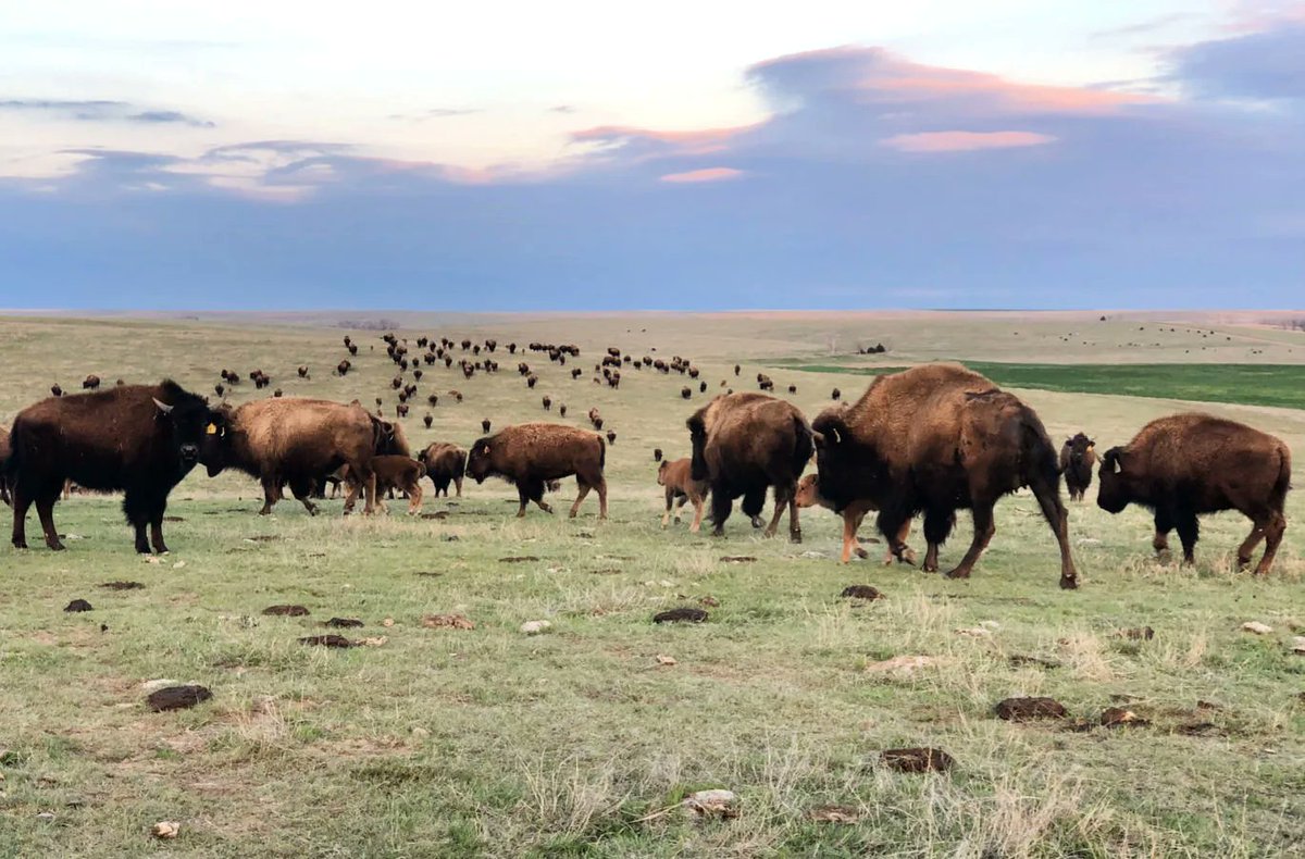 melodytravels's tweet photo. Northwest Kansas road trip: hidden gems, history, &amp; scenic stops. Buckle up! We're going on an adventure! https://t.co/MBlvAPh4Wk 

@TravelKS #nwks #roadtrip https://t.co/GfOLXCMQZ8