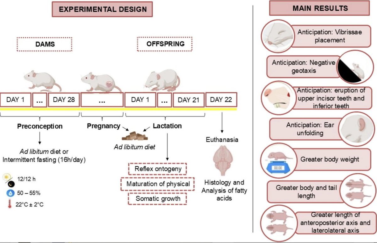 David Sinclair (@davidasinclair) on Twitter photo Cool if true: Intermittent fasting BEFORE conception in rats apparently causes offspring to have accelerated development, including faster whisker growth, reflexes, ear unfolding & tooth eruption
So, does a mother's diet impact her eggs & therefore her babies' future? 🧵 Cool if true: Intermittent fasting BEFORE conception in rats apparently causes offspring to have accelerated development, including faster whisker growth, reflexes, ear unfolding & tooth eruption
So, does a mother's diet impact her eggs & therefore her babies' future? 🧵