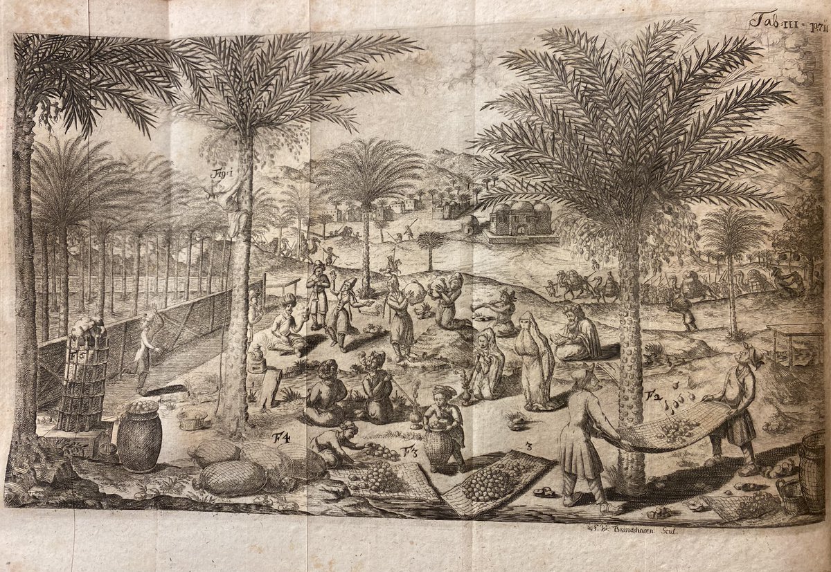Been deep in date palms lately, including their "private lives." One of my favorite archival gems below: a vivid depiction of the harvest, workers' lodgings, and post-harvest music in 17th century Persia.