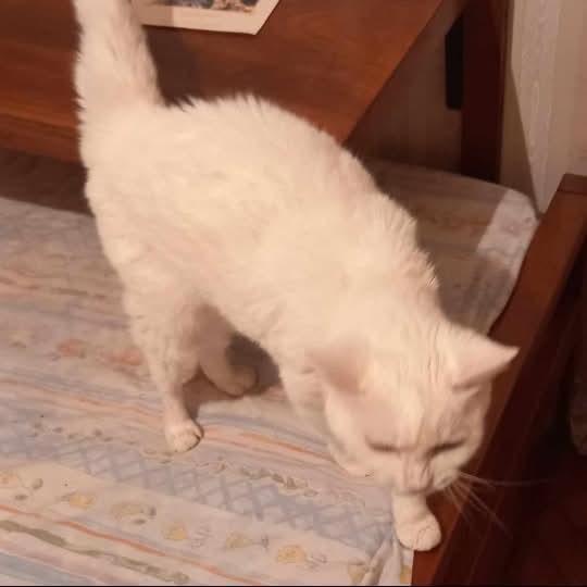 DeGatitos_'s tweet photo. VIEJITA EN ADOPCION EN CABALLITO

Zaira tiene 16 años y su humano ya esta mal, cuando la fueron a ver tenía su cuenco de comida lleno de cucarachas. Necesita alguien que pueda hacerse cargo de ella, es buenita, esta castrada.
Micaela 1173683036.
#GatitosenadopciondefansZONACABA https://t.co/qNRFLn6HzY