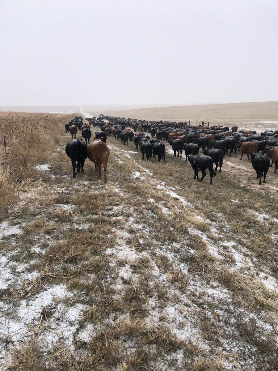NECattlemen's tweet photo. This is your annual reminder that ranchers don’t get snow days! #ThankARancher https://t.co/t8GUq4amHk
