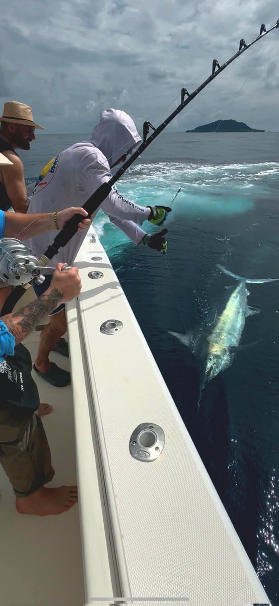 FishPanama's tweet photo. BIG Black Marlin at Isla Montuosa!
https://t.co/DUfBnyp8Og https://t.co/JlMKu54ZP8