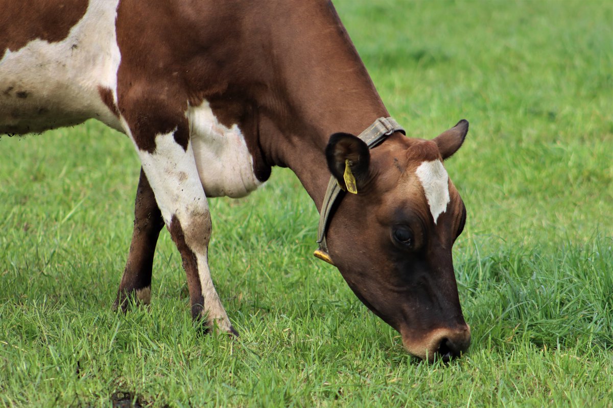 Censortec (@censortec) on Twitter photo EXCITING TIMES for the team at CENSORTEC as we launch in New Zealand with our Supplier PPP Industries.
CENSORTEC Collars and ALFCO drafting gates will now be available to NZ Dairy Farmers. <a href="/NedapLivestock/">Nedap Livestock</a> <a href="/censortec/">Censortec</a> #ALFCO <a href="/DeclanFowley/">Declan Fowley</a> EXCITING TIMES for the team at CENSORTEC as we launch in New Zealand with our Supplier PPP Industries.
CENSORTEC Collars and ALFCO drafting gates will now be available to NZ Dairy Farmers. <a href="/NedapLivestock/">Nedap Livestock</a> <a href="/censortec/">Censortec</a> #ALFCO <a href="/DeclanFowley/">Declan Fowley</a>