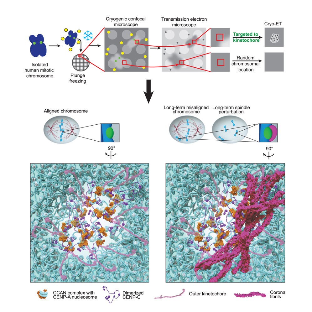 Penn Medicine CSO (@pennmedcso) on Twitter photo New research out in <a href="/CellCellPress/">Cell</a> reveals how centromeric chromatin clearings demarcate the site of kinetochore formation ft. Kathryn Kixmoeller, Ekaterina Tarasovetc, Elie Mer, <a href="/yiweichang/">Yi-Wei Chang</a> & Ben Black (<a href="/BB_UPenn/">UPenn Dept of Biochem & Biophys</a>) <a href="/PennGenomeInteg/">Penn Center for Genome Integrity</a> @ISBUPenn <a href="/PennEpiInst/">Penn Epigenetics</a> sciencedirect.com/science/articl… New research out in <a href="/CellCellPress/">Cell</a> reveals how centromeric chromatin clearings demarcate the site of kinetochore formation ft. Kathryn Kixmoeller, Ekaterina Tarasovetc, Elie Mer, <a href="/yiweichang/">Yi-Wei Chang</a> & Ben Black (<a href="/BB_UPenn/">UPenn Dept of Biochem & Biophys</a>) <a href="/PennGenomeInteg/">Penn Center for Genome Integrity</a> @ISBUPenn <a href="/PennEpiInst/">Penn Epigenetics</a> sciencedirect.com/science/articl…