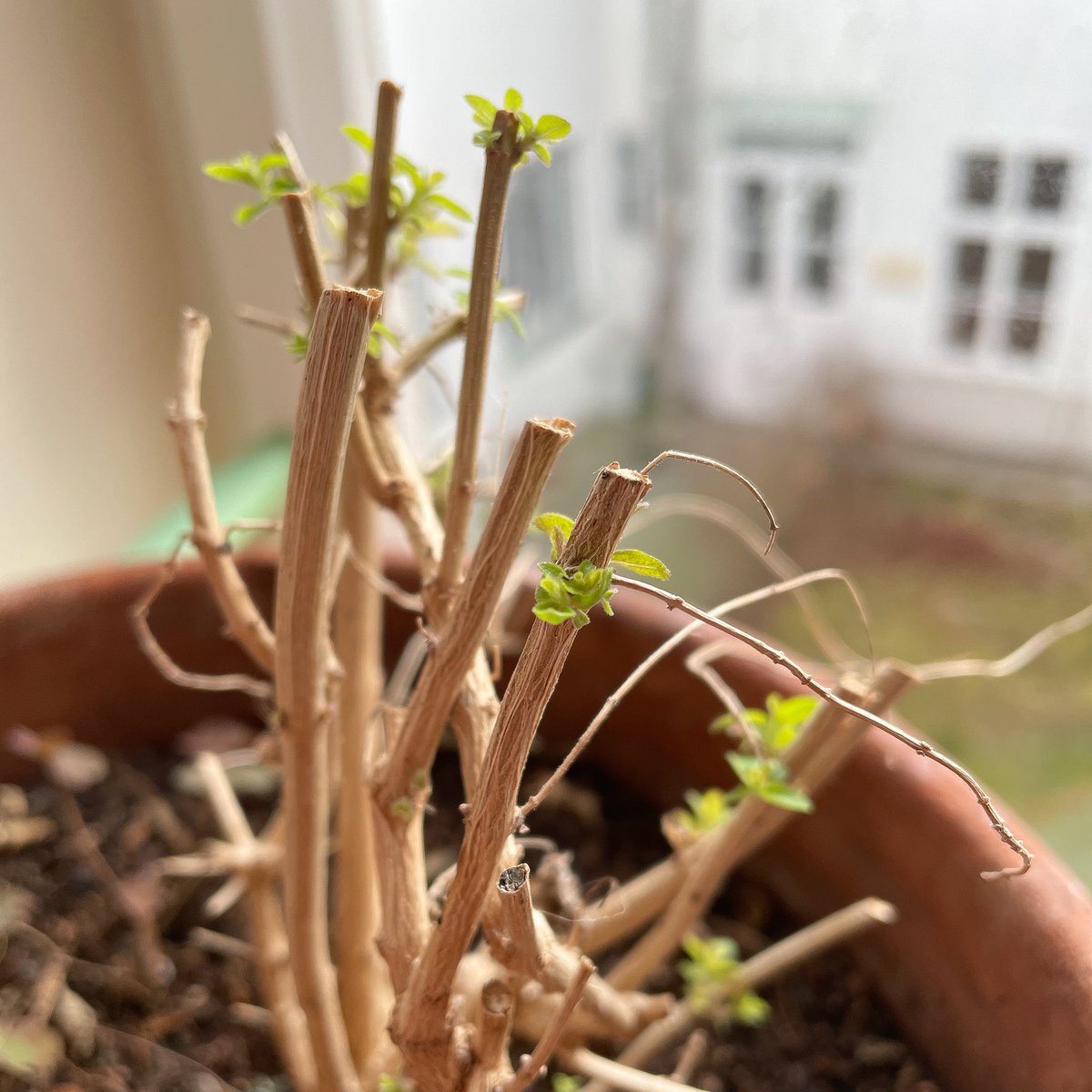 biogartler's tweet photo. Spring vibes
#verbene https://t.co/TQAV579I1b