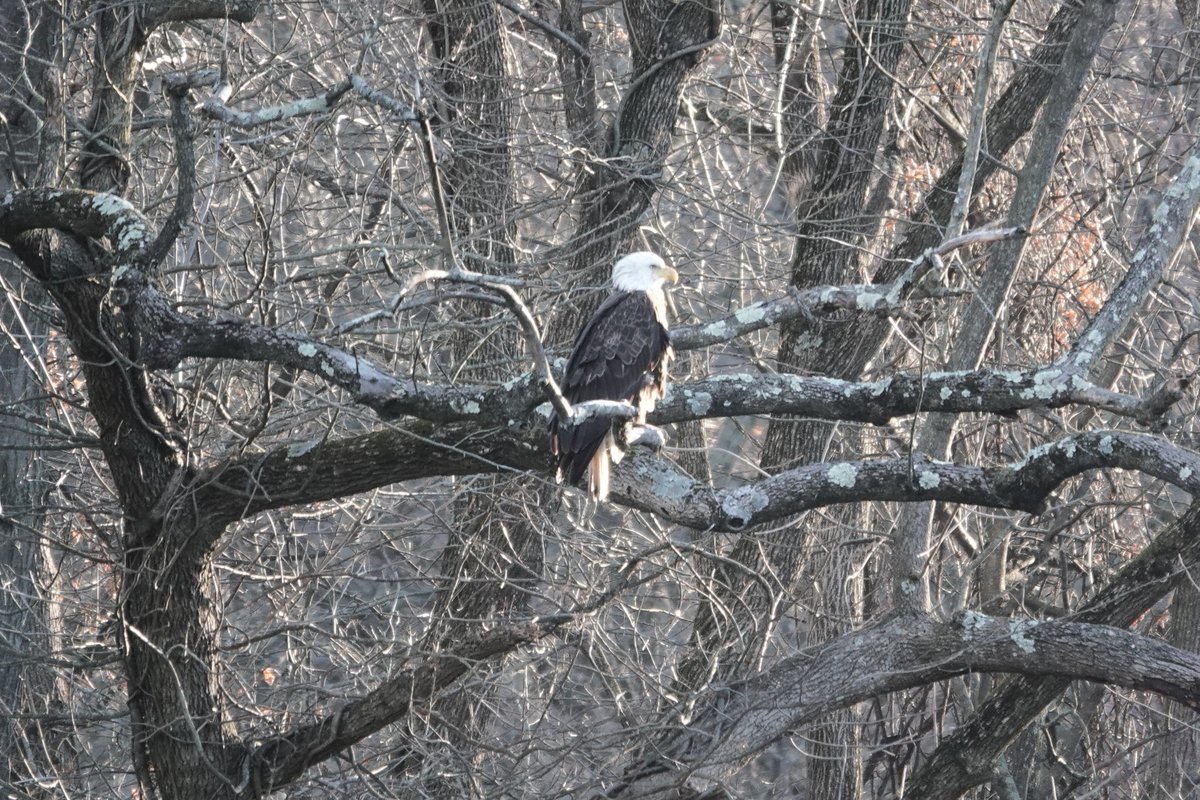 PC (@paminnyc) on Twitter photo I'm coming out of hiding for one day because I saw a #BaldEagle in Van Cortlandt Park this morning. This wouldn't have been possible without protections from the Endangered Species Act and the government's banning of DDT. Remember that... <a href="/vcpalliance/">Van Cortlandt Park Alliance</a> <a href="/BirdBronx/">Bronx Bird Alert</a> <a href="/wildnewyorkshow/">🦉Wild New York🦝</a> I'm coming out of hiding for one day because I saw a #BaldEagle in Van Cortlandt Park this morning. This wouldn't have been possible without protections from the Endangered Species Act and the government's banning of DDT. Remember that... <a href="/vcpalliance/">Van Cortlandt Park Alliance</a> <a href="/BirdBronx/">Bronx Bird Alert</a> <a href="/wildnewyorkshow/">🦉Wild New York🦝</a>