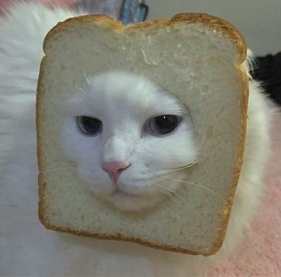 INBREDCATONSOL's tweet photo. introducing the latest in feline fashion: the in bread look🫵🍞😹🍞 https://t.co/xfL9aVN98p