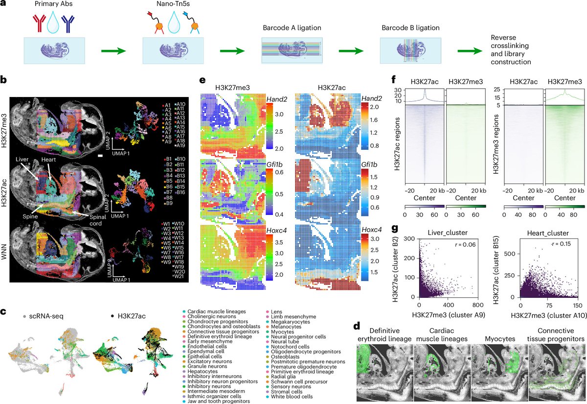 Penn Medicine CSO (@pennmedcso) on Twitter photo Multiplexed spatial mapping of chromatin features, transcriptome & proteins in tissues ft. <a href="/pengfeo/">Pengfei_Guo</a>, <a href="/LiranMao/">Liran Mao</a>, <a href="/ChinNLee2021/">Chin Nien Lee</a>, <a href="/DrMingyaoLi/">Mingyao Li</a>, <a href="/DengYanxiang/">Yanxiang Deng</a> (<a href="/PennPathLabMed/">Penn Path & Lab Medicine</a>), Yufan Chen & Angelysia Cardilla (<a href="/pennbioeng/">Penn Bioengineering</a>) <a href="/PennEpiInst/">Penn Epigenetics</a> <a href="/UPennDBEI/">Dept. of Biostatistics, Epidemiology & Informatics</a> nature.com/articles/s4159… Multiplexed spatial mapping of chromatin features, transcriptome & proteins in tissues ft. <a href="/pengfeo/">Pengfei_Guo</a>, <a href="/LiranMao/">Liran Mao</a>, <a href="/ChinNLee2021/">Chin Nien Lee</a>, <a href="/DrMingyaoLi/">Mingyao Li</a>, <a href="/DengYanxiang/">Yanxiang Deng</a> (<a href="/PennPathLabMed/">Penn Path & Lab Medicine</a>), Yufan Chen & Angelysia Cardilla (<a href="/pennbioeng/">Penn Bioengineering</a>) <a href="/PennEpiInst/">Penn Epigenetics</a> <a href="/UPennDBEI/">Dept. of Biostatistics, Epidemiology & Informatics</a> nature.com/articles/s4159…