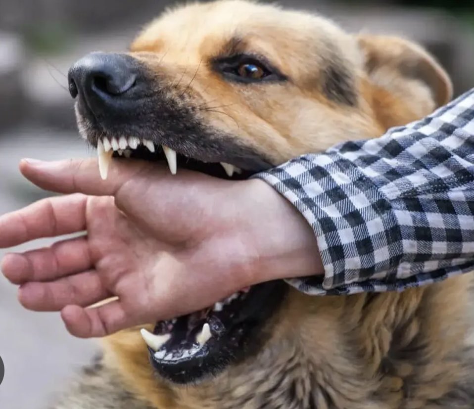 I cani che uccidono e chi li umanizza: una tragedia annunciata. Pitbull uccidono bambini, la società è immersa nell’umanizzazione malata dei cani. Urge regolamentare: tassa sul possesso, assicurazione obbligatoria, multe e museruola per razze pericolose.  È anarchia canina!😡
