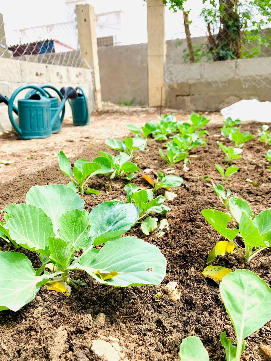 [#ACTIONVERTE#]

On démarre la semaine avec du vert  !🌍🌾🌱
#EngagementCommunautaire
#USAID
#unchk
#senegalacademy
#IA
#ISRA
#CIPA