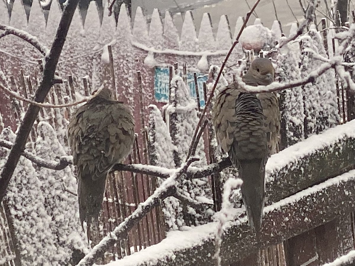 obscuredbyrain's tweet image. saw them in my backyard while it was snowing & almost started sobbing