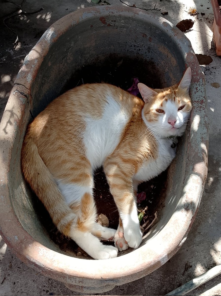 AnaGascaa's tweet photo. My Santino.❤️
#Santi #GingerWorld https://t.co/M3LsJmLg3y
