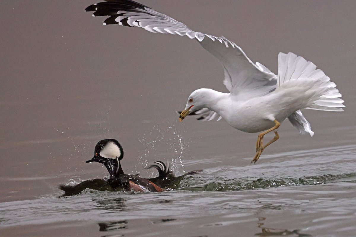 LeoPM20's tweet photo. Caught &amp; lost #bufflehead #buffleheads #gull #duck #duckfishing #seagull #wildbirds #wildbird https://t.co/RpaGjxNQ2G