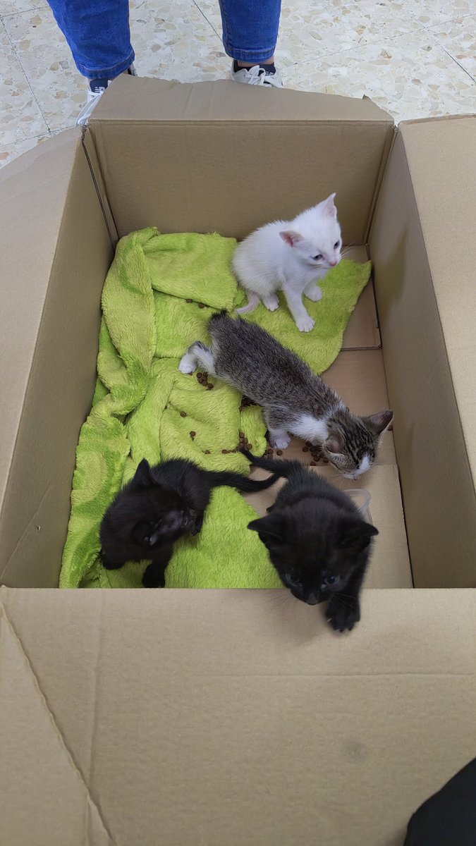 S'han trobat aquests 4 gats abandonats. Si algú els vol adoptar es pot posar en contacte amb l'Ajuntament. Tel.972421902 - 629752274 #lacelleradeter #gats #adopció #gatets