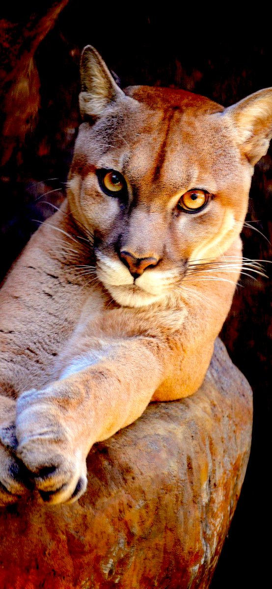 ForuMMail tweet media