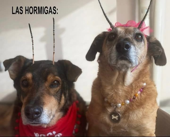 DiloConPerritos's tweet photo. Intenté ahorrar, pero surgieron unos gastos hormiga... https://t.co/2Y82JywqTp