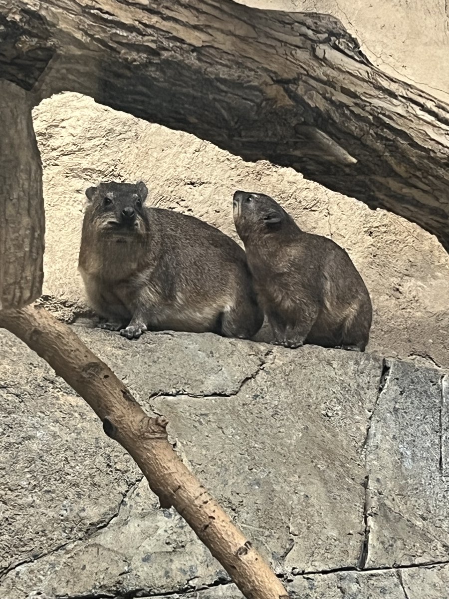 calgaryzoo's tweet photo. Itβs #FamilyDay in Alberta! π
From our zoo family to yours, we hope you have a spud-tacular day with the ones you love.
#YourZooYYC #ThreePotatoesYYC https://t.co/ThkLFE4kxw