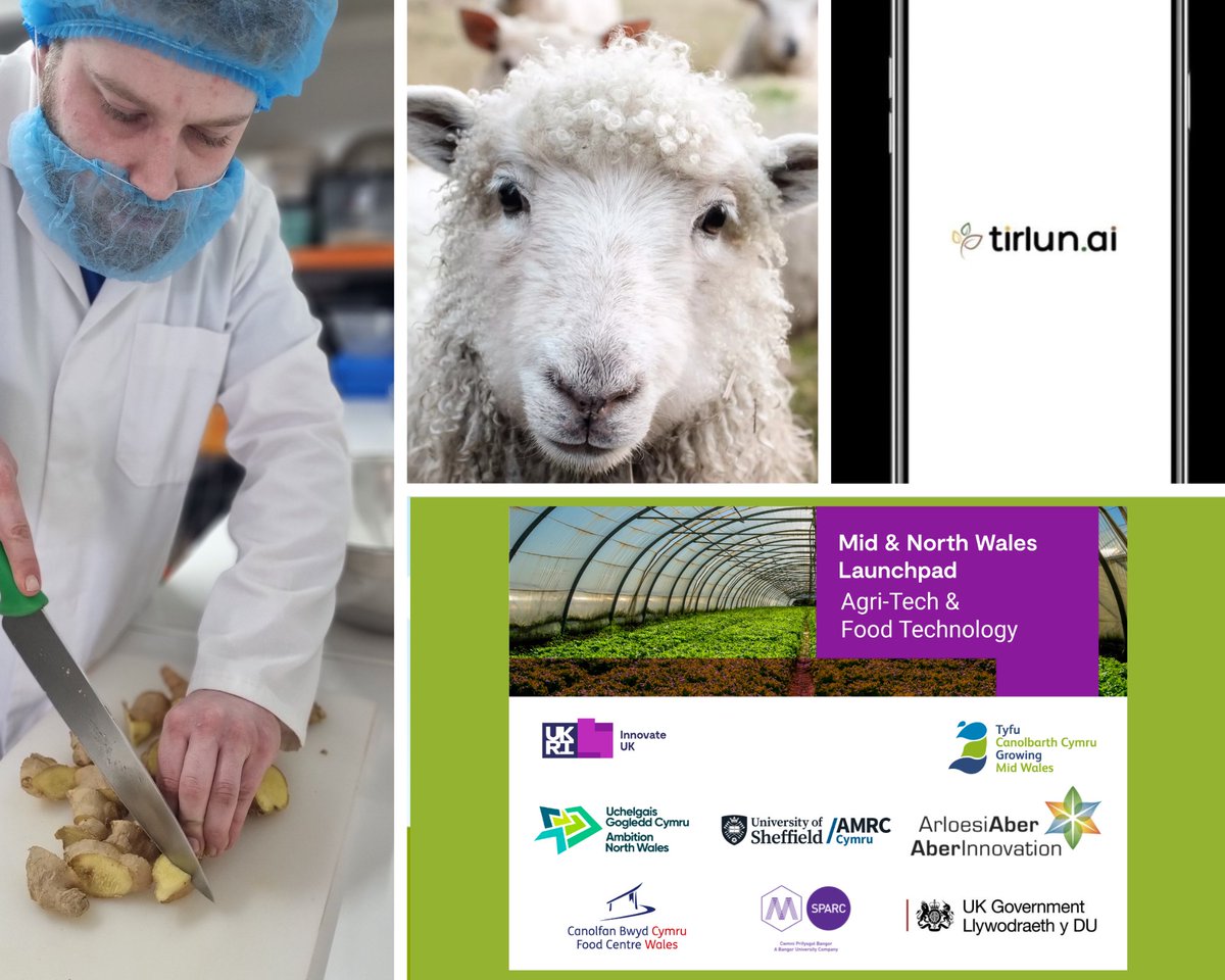 Tyfu Canolbarth Cymru - Growing Mid Wales (@growingmidwales) on Twitter photo 🚀 Exciting innovation from Mid & North Wales! New projects are driving Agri-Tech & Food-Tech advancements, boosting regional skills and sustainability. 🌿 Read more: growingmidwales.co.uk/article/17962 #AgriTech #FoodTech #Innovation
<a href="/M_SParc/">M-SParc</a> <a href="/AmbitionNW/">Ambition North Wales</a> <a href="/FoodCentreWales/">FoodCentreWales</a> <a href="/innovateuk/">Innovate UK</a> 🚀 Exciting innovation from Mid & North Wales! New projects are driving Agri-Tech & Food-Tech advancements, boosting regional skills and sustainability. 🌿 Read more: growingmidwales.co.uk/article/17962 #AgriTech #FoodTech #Innovation
<a href="/M_SParc/">M-SParc</a> <a href="/AmbitionNW/">Ambition North Wales</a> <a href="/FoodCentreWales/">FoodCentreWales</a> <a href="/innovateuk/">Innovate UK</a>