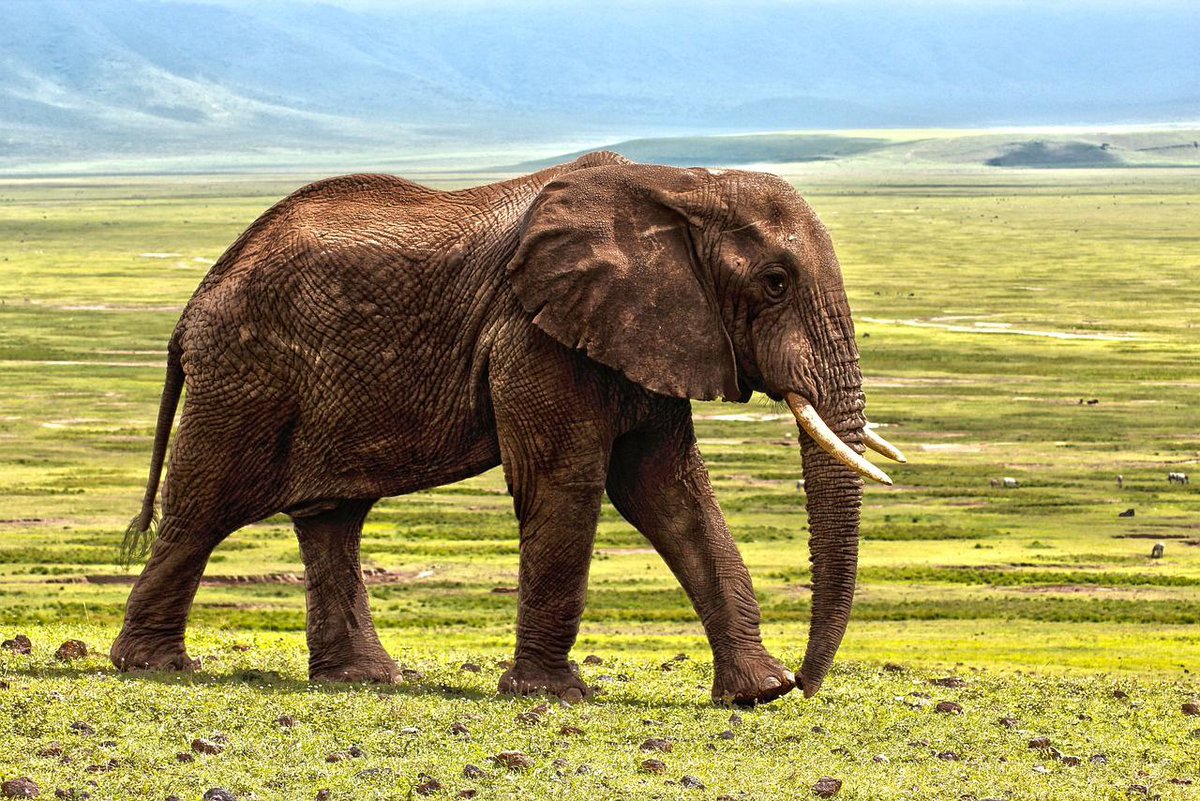 Dannygrce's tweet photo. Un énorme éléphant n'a pas toujours d'énormes défenses...

#Proverbe_africain 
#deprem #WeSupportFayeYoko #LaCasaDeLosFamososCol2 #MileiEstafador #sstvi #ต้องการฝ้ายโยโกะเท่านั้น #LaCasaDelLosFamosoCol #englot #justiceforthaifans https://t.co/0PQeNRfzuu