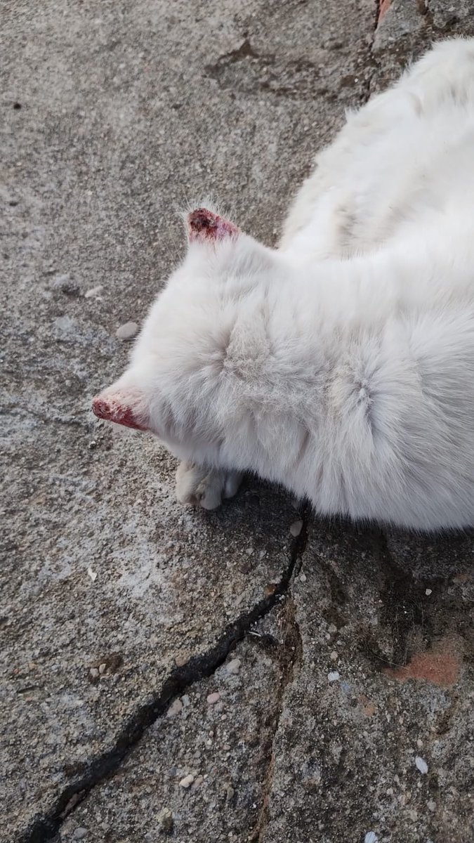 ASOCIACIÓN LARA
@asociacionLara
Tenemos puertas cerradas por deudas y falta de recursos Lara no falla y nueva Larita
DINA de Toledo
Pidieron ayuda para sacarla de la calle sin saber q hace unos meses esta persona la recogió para dejarla otra vez en la calle como tiene las orejas