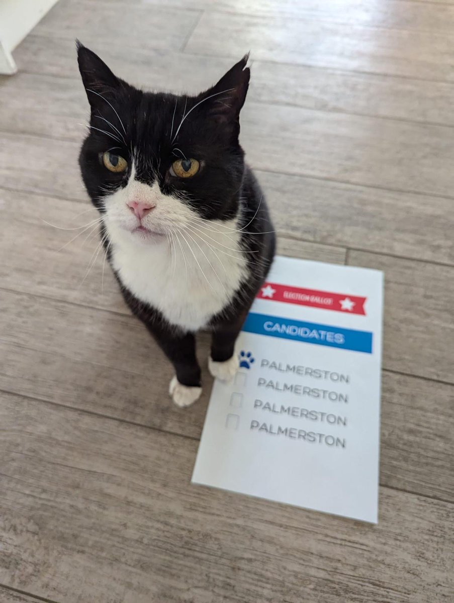 DiploMog's tweet image. Tomorrow is the general election in Bermuda. Exercise your right to vote! I’m involved in a local election of my own…leadership of my house: feeling confident.🐾