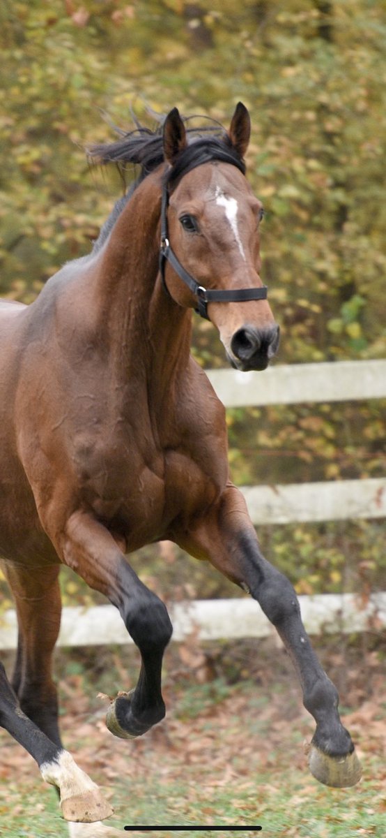 🏆🐎 6 Kez G1 kazanan Designs on Rome’un annesi Summer Trysting’in kızı 
‘Platonic Chat-Victory Gallop’ orijinli aygırımız EL NİNO (G1), 
İzmit Akmeşe Bosporus Harası’nda ÜCRETSİZ aşım hizmeti vermeye devam etmektedir.

İletişim: Soner Bey 0505 5494263
Hara: Alim Bey 0533 4163344