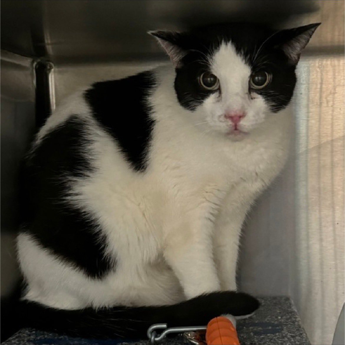 🚨LISTED TO BE EUTHANIZED DUE TO FEELING OVERWHELMED &amp; MEDICAL PRIORITY🚨 

Gregorio needs a placement BY TUESDAY, FEBRUARY 18, 2025, BY 12 PM

#id218717
A desexed male white/black cat at the #QueensACC

Only 6 y/o 

🚨MEDICAL PRIORITY: URI, Anorexia &amp; Hyporexia Level 3