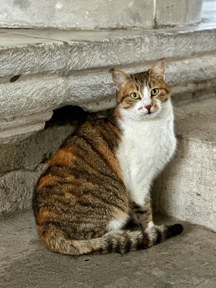 Dünya Kedi Günü 🐾🐈🐈‍⬛♥️

📍Topkapı Sarayı