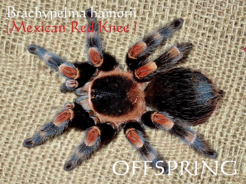 タランチュラ メキシカンレッドニー メス【手渡しのみ】