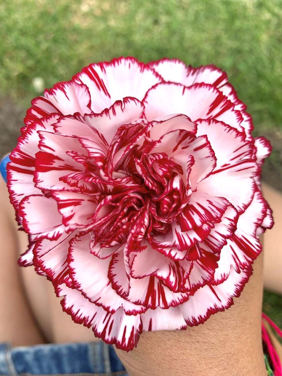 Carnations. 💮💮