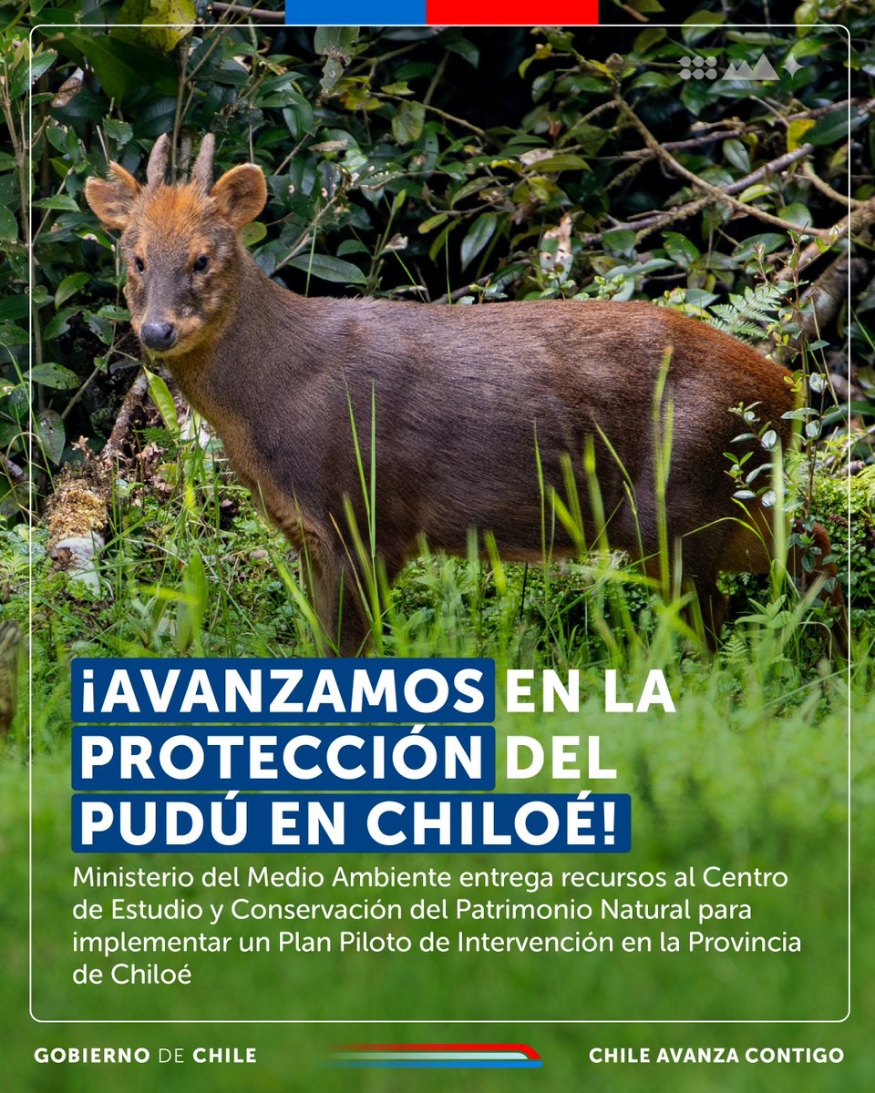 ¡Estamos comprometidos con el cuidado del Pudú🙌 ! Hace algunos días dimos un nuevo paso en la protección de esta especie, entregando $30 millones de pesos, para un plan piloto que abordará amenazas que lo afectan en la provincia de Chiloé🌿. Conoce más cutt.ly/NrwupFT4