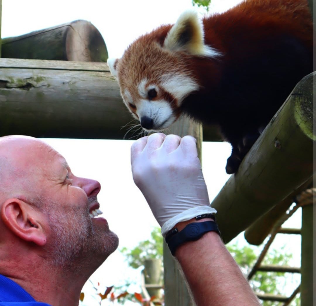 🐾Meet our Red Pandas on 24th February:

🐾11.30am (approx 40 mins)
🐾£140 for one person / £195 for two ppl (minimum age 5 years)
🐾Includes full day's entry to Drusillas

There are no more spaces to meet Mulan and Maja until May, so grab this opportunity while it's still free.