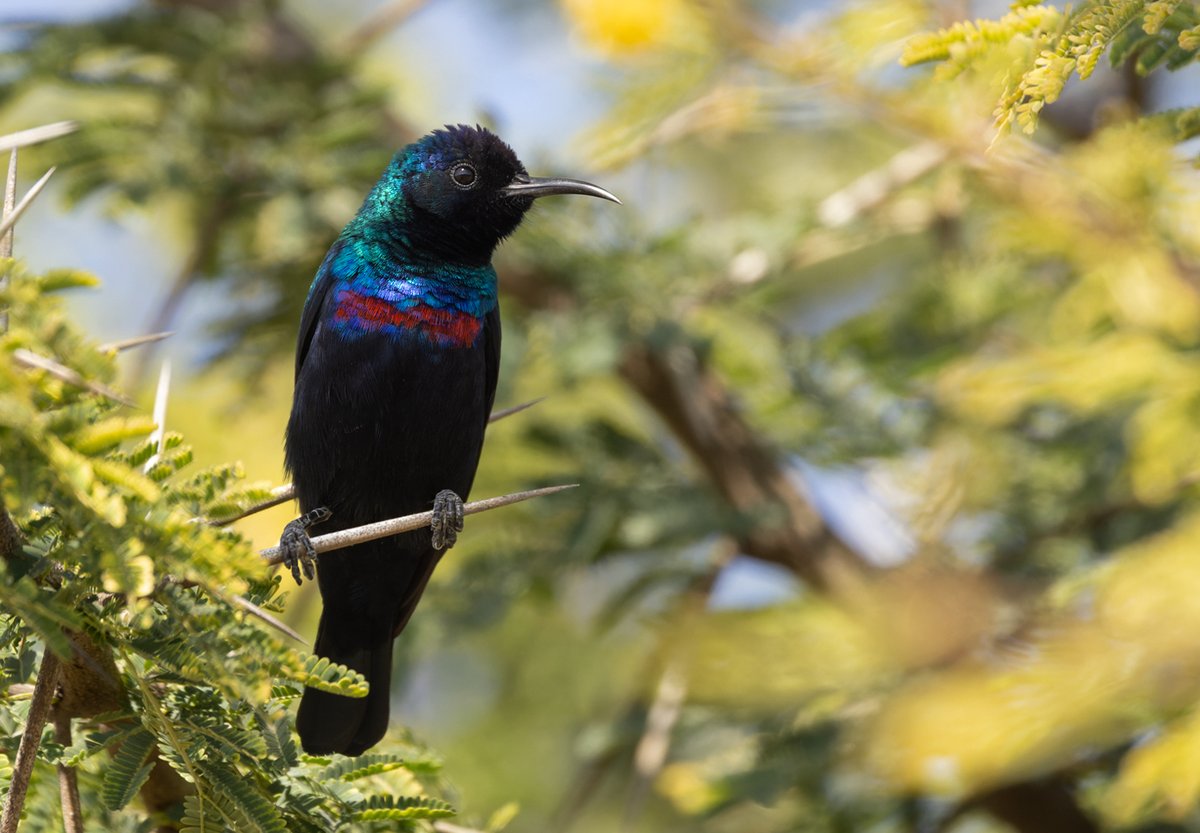 Meet the enchanting Arabian Sunbird! 🌞🐦

With its iridescent plumage that glows in shades of blue, green, and purple, this energetic bird flits through the gardens, oases, and acacia woodlands of Saudi Arabia, Yemen, and Oman in search of nectar. 🌿🌺

Despite its delicate