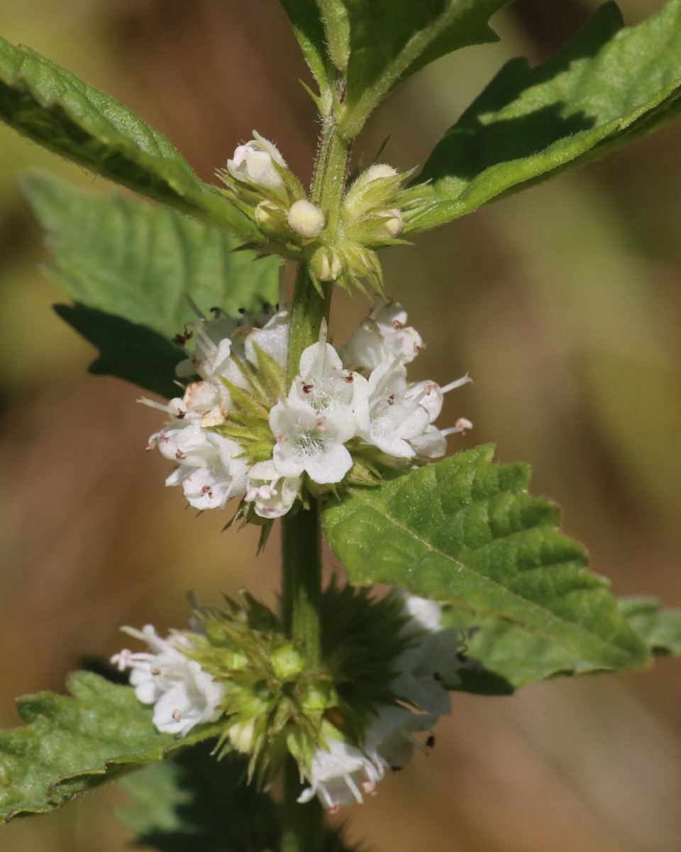 HerbalReality's tweet photo. 🌿Gypsywort (Lycopus europaeus / Lycopus virginicus)

Both gypsywort (Lycopus europaeus) and bugleweed (Lycopus virginicus) are often used interchangeably within herbal medicine. 

https://t.co/XnvRZfa4z1 https://t.co/mkIIVHkeFh