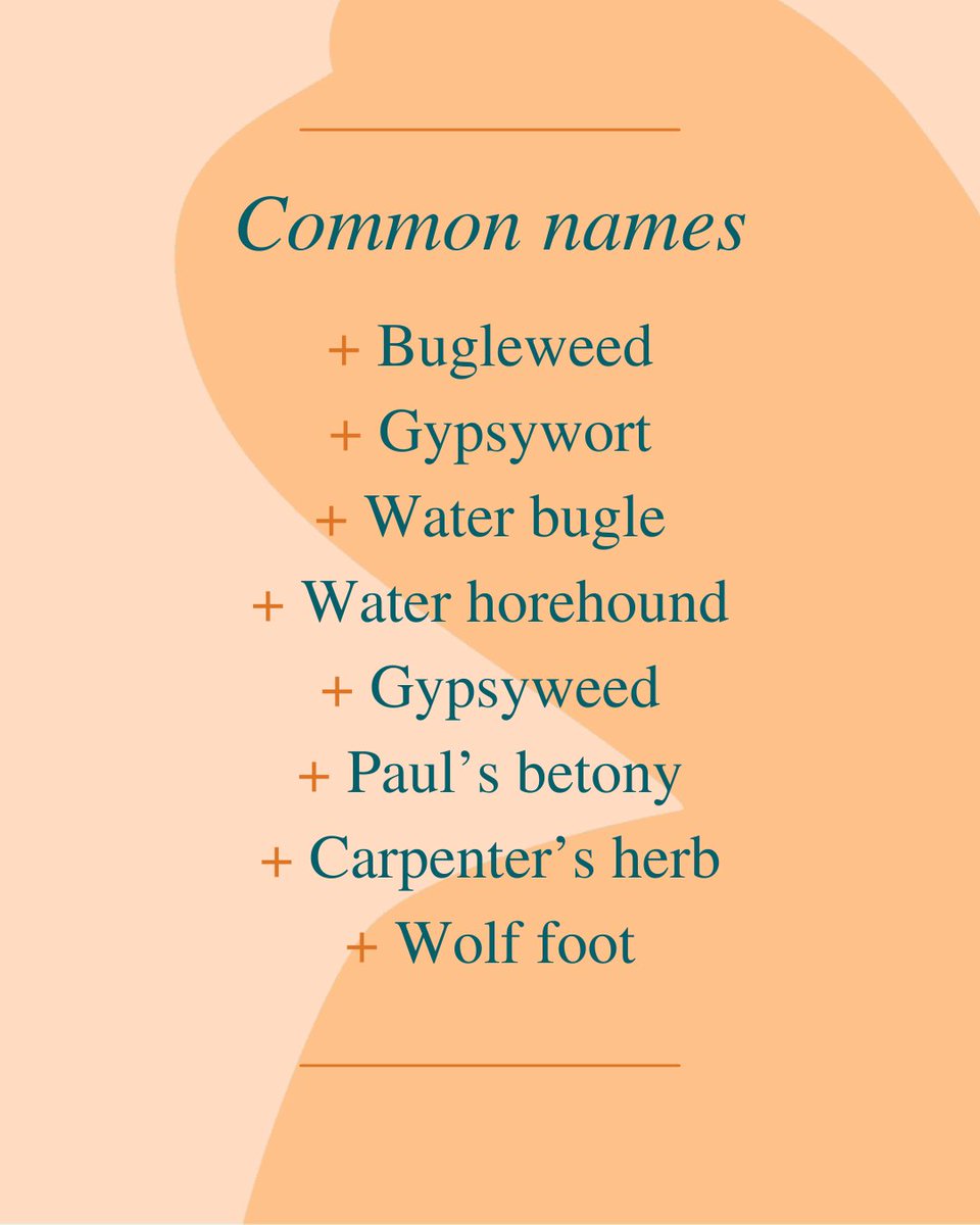 HerbalReality's tweet photo. 🌿Gypsywort (Lycopus europaeus / Lycopus virginicus)

Both gypsywort (Lycopus europaeus) and bugleweed (Lycopus virginicus) are often used interchangeably within herbal medicine. 

https://t.co/XnvRZfa4z1 https://t.co/mkIIVHkeFh