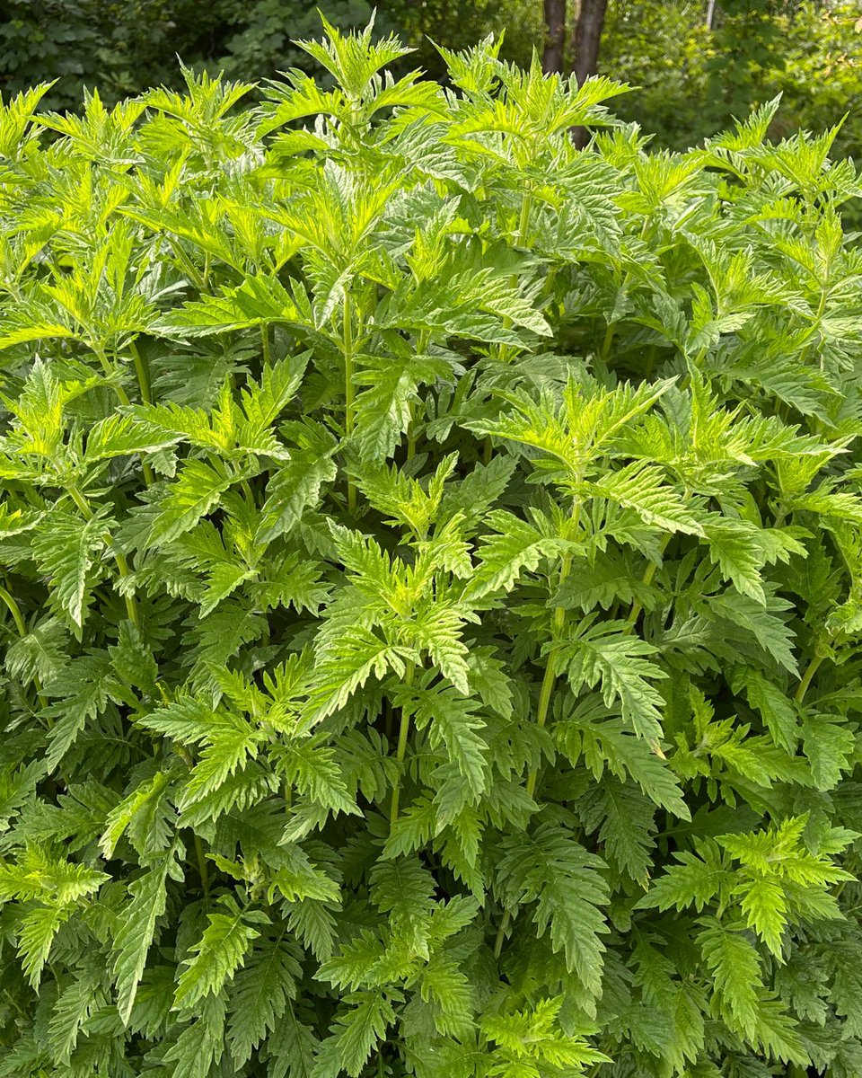 HerbalReality's tweet photo. 🌿Gypsywort (Lycopus europaeus / Lycopus virginicus)

Both gypsywort (Lycopus europaeus) and bugleweed (Lycopus virginicus) are often used interchangeably within herbal medicine. 

https://t.co/XnvRZfa4z1 https://t.co/mkIIVHkeFh