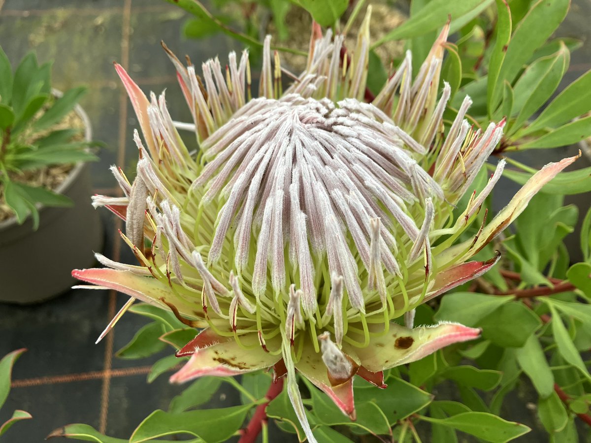 stervinoupep's tweet photo. Quelques fleurs de Proteas à la pépinière cette semaine https://t.co/cAlTqlJoPA