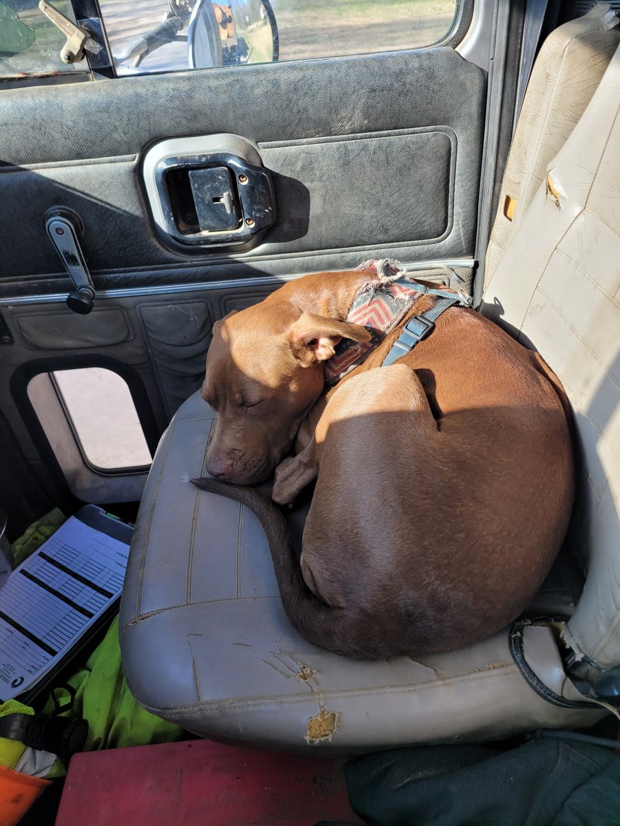 GypsyWind269's tweet image. Part pittie, part bird dog maybe 💁‍♂️, all trash panda, and part cat I think too...  #SpoiledDogLife