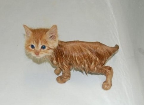 Xnafav's tweet photo. a wet kitty is Xnafu! https://t.co/TKtC9TMBKx