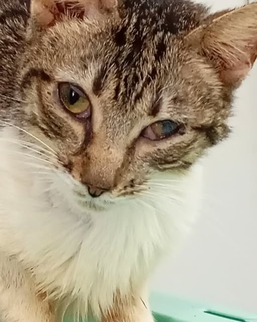 ¡¡GATOS DEL ZOOSANITARIO 2024: CAROL INGRESADA!
Otra vez Carol ingresada con un peso de 1.900 Kg.
Ha engordado 200g desde su último ingreso, pero Carol está mal. No sabemos qué le pasa, a punto de terminar el tratamiento de pif no hemos visto mejora alguna.