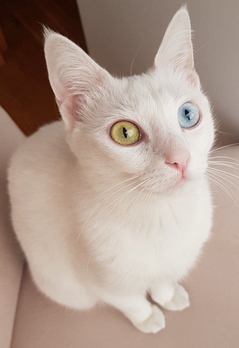 Canım kızım😻Dünya Kediler günü kutlu olsun iyi ki varlar😻