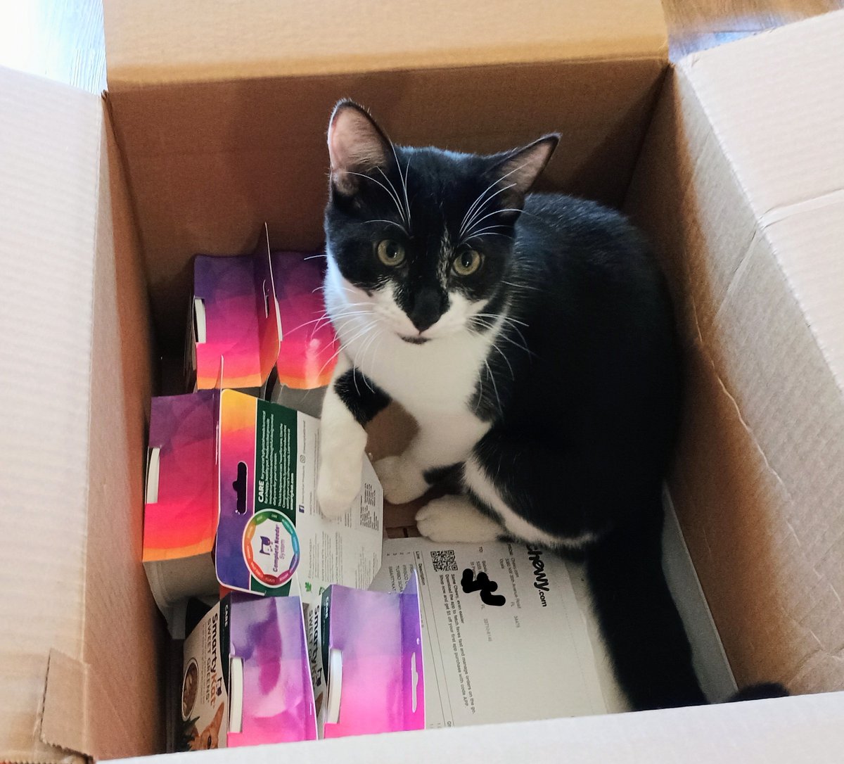 wilmalauder1's tweet photo. @Chewy
Waymond's first Chewy order. Today, a holiday! ❤️
#chewy #cat #kitten #waymond #PresidentsDay #rescue #Adopt #pyewacket #babalu https://t.co/BYn90UvkCn
