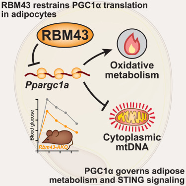Cell_Metabolism's tweet image. New!  Online now: RBM43 controls PGC1α translation and a PGC1α-STING signaling axis dlvr.it/TJ23QD