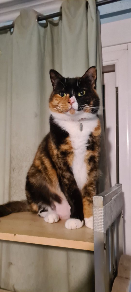 Stacy Draper #CatsDeserveBetter 🟦 tweet media