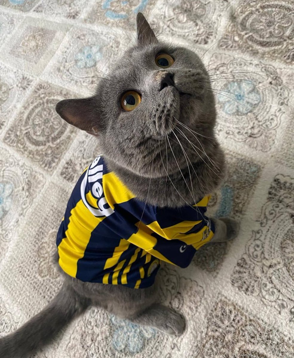 Dünya Kediler Gününüz kutlu olsun.