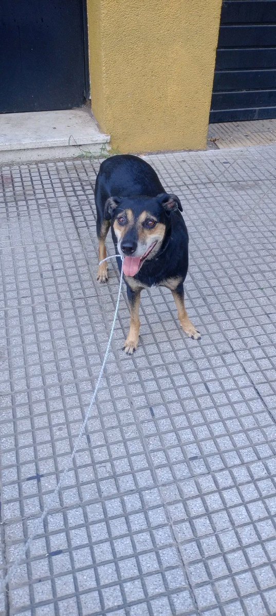 smode000's tweet photo. Vuelvo a pedir para que me ayuden a difundir. COPIO:
17/2, 11:23 Apareció éste 
perrito en Plaza Echeverría, Pedro I. Rivera y Bauness. Villa Urquiza, CABA. Lo dejaron en el canil para que no lo atropellen. ES PERRITA
@itscroa @lagarzasosa_ @caropach2002 @mebolcomba @Shuliita5 https://t.co/vAglwvIjVn